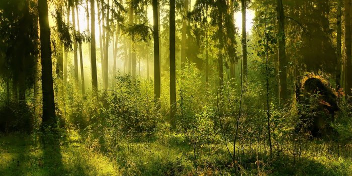 1920x1200 Download Forest Computer Wallpapers Desktop Backgrounds 1920x1200 ID