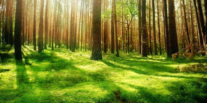 3554x1999 Forest Desktop Wallpapers - Top Free Forest Desktop Backgrounds