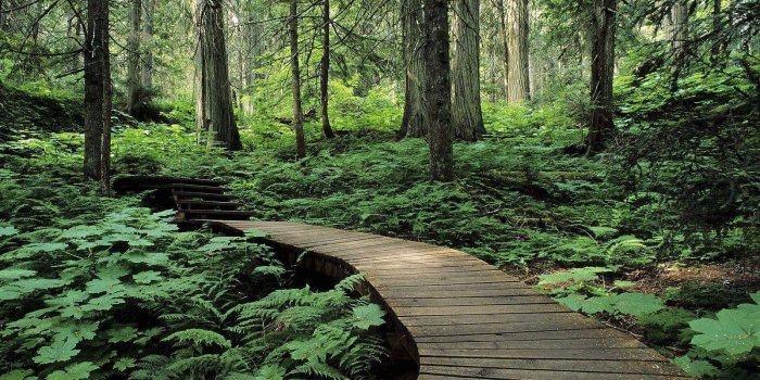 1600x1200 Forest Desktop Backgrounds