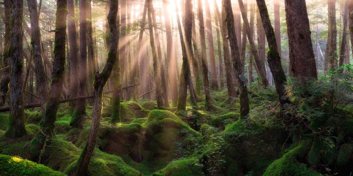 3840x2160 Ultra HD Pine Forest Sunrise Ultra HD Wallpaper Computer Desktop