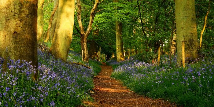 2560x1600 48+] Forest Wallpaper for Computer on WallpaperSafari