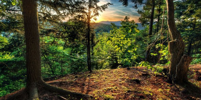 2560x1600 Forest Wallpaper Desktop Background #6kE | Earth | Forest wallpaper