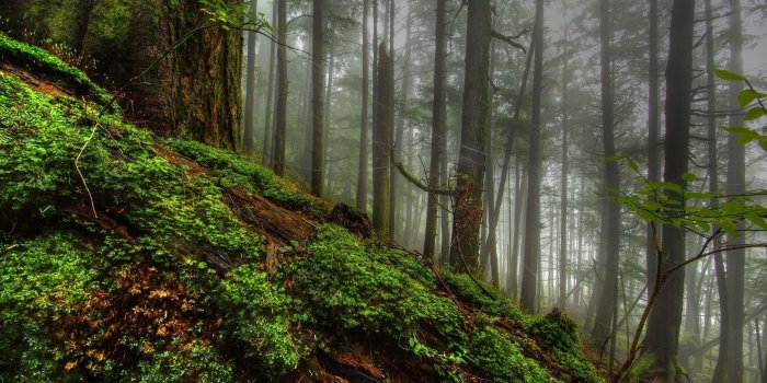 2560x1600 9 hdr forest background image hdr forest desktop wallpaper hdr