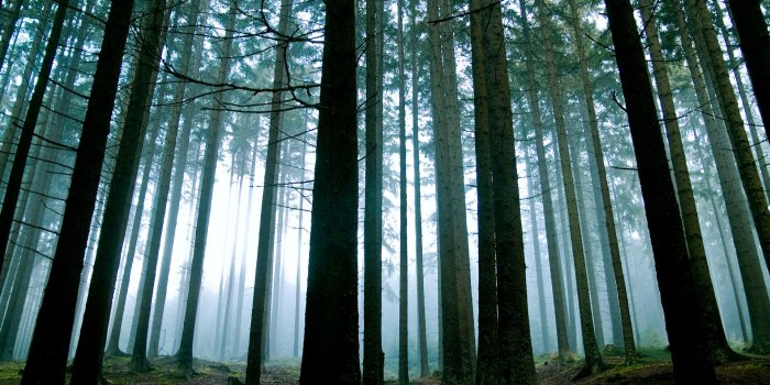 1920x1200 Forest HD Wallpaper | Background Image | 1920x1200 | ID:197959