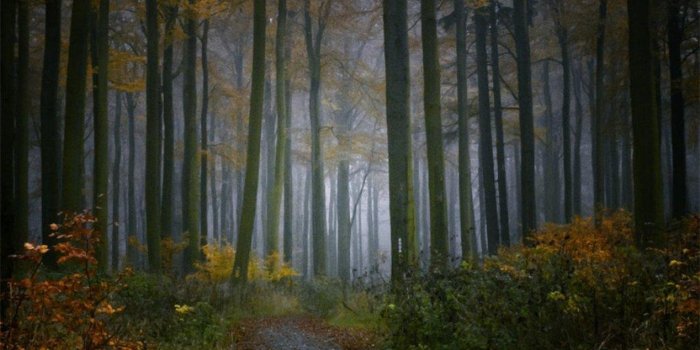 1920x1080 Desktop Wallpaper Deep Forest #h587271 | Nature HD Images