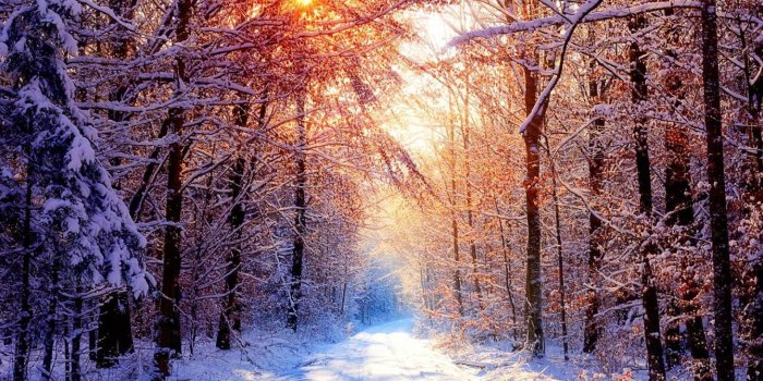 1920x1080 Winter Forest Wallpaper (62+ images)