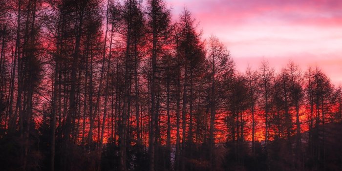 2199x1240 1979090 forest computer wallpaper backgrounds (Alvina Waite