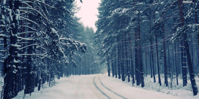 1366x768 18096 snowy forest desktop wallpaper