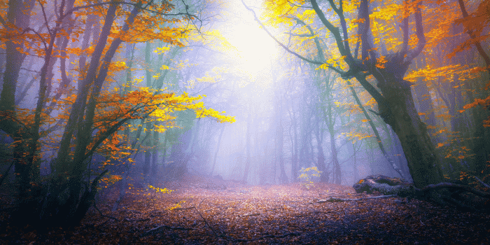 3840x2160 Forest Desktop Backgrounds (98+ images in Collection) Page 1