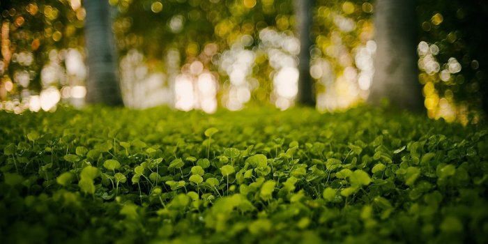 1920x1200 55+ Forest backgrounds ·① Download free cool backgrounds for