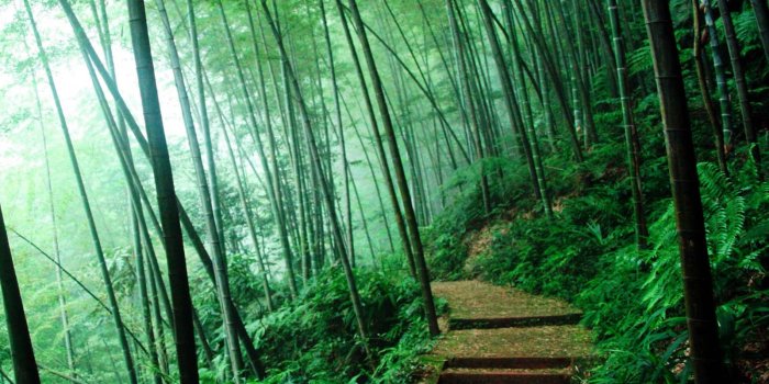 1600x1200 Forest Desktop Backgrounds - Wallpapers Browse