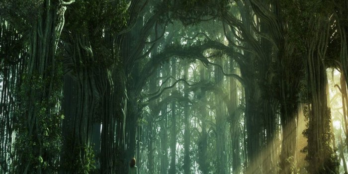 1280x960 Sunlight Forest - Desktop Wallpaper