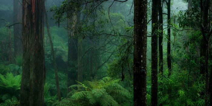 3840x2160 Forest Wallpapers - Top Free Forest Backgrounds - WallpaperAccess