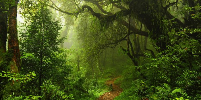 3840x2160 Forest desktop wallpapers 4K Ultra HD