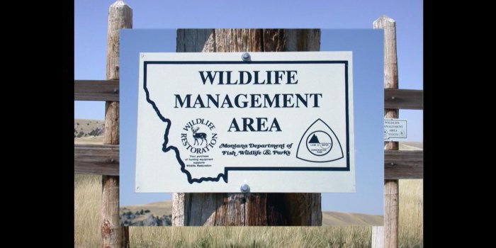 1920x1080 Back From The Brink: Montana's Wildlife Legacy Part 2