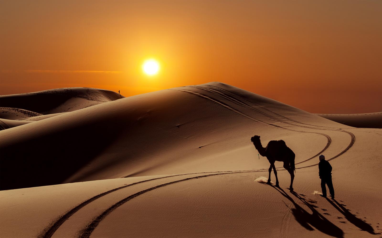 8014x5000 HD wallpaper: desert illustration, camels, sky, sand, landscape