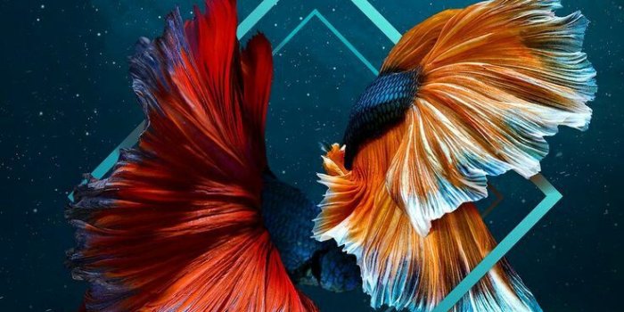 736x1308 Best Mobile Wallpapers - HD Wallpapers