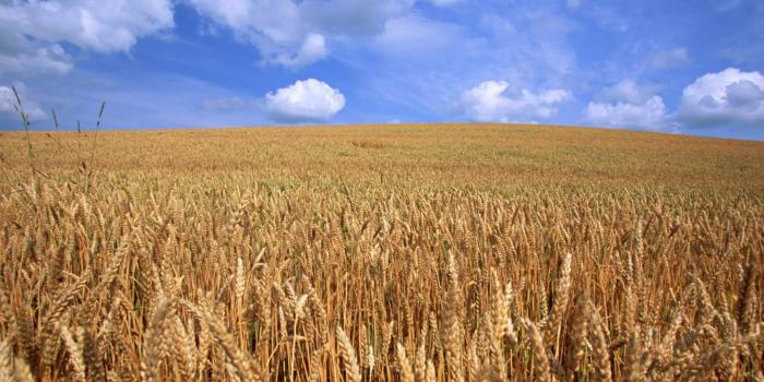 1440x900 Beautiful Farm Wallpaper 16689 1440x900px