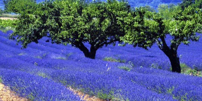 1164x736 French Garden Wallpaper | Amazing Wallpapers