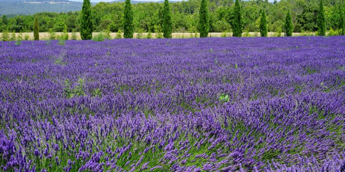 3840x2560 3115097 agriculture, aroma, aromatic, avenue, bed, blue, botany