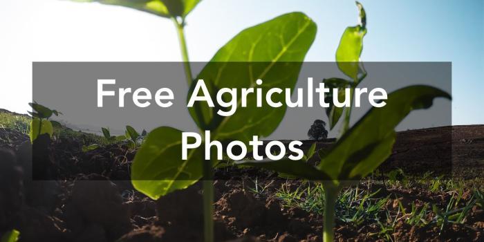 1500x1000 250+ Engaging Agriculture Photos · Pexels · Free Stock Photos