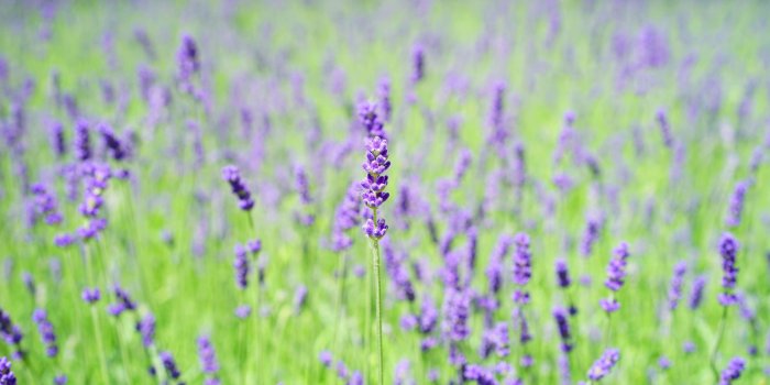 3840x2560 3086136 aroma, aromatic, bed, botany, cottage garden, crop