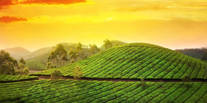 1920x1080 Tea farm most beautiful nature wide wallpapers | HD Wallpapers Rocks