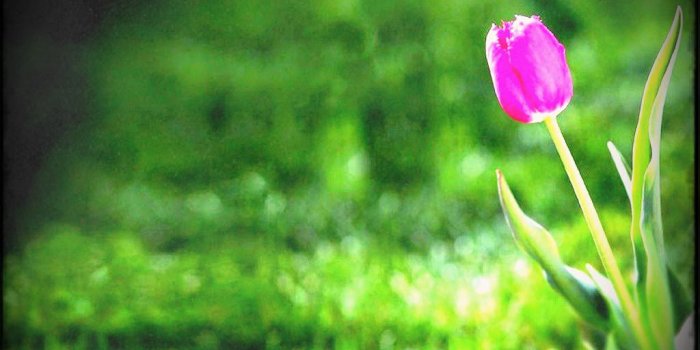 1024x768 Cliserpudo Beautiful Flower Garden Wallpaper Images Creative French