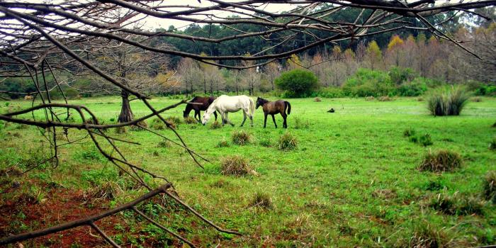 2592x1944 Grass: Field Grass Nature Countryside Green Beautiful Horses Farm