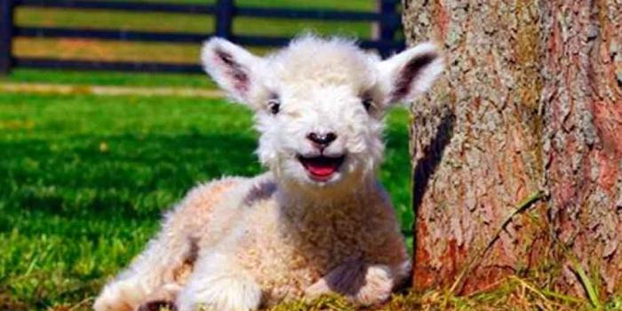 1024x768 Beautiful Farm Animal Wallpapers Free | HD Wallpaper