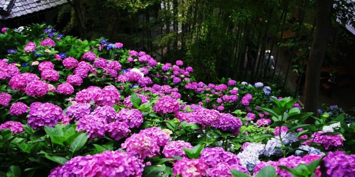 1920x1080 Park, French Hydrangea, Plant, Garden, Cornales Full HD, HDTV, 1080p
