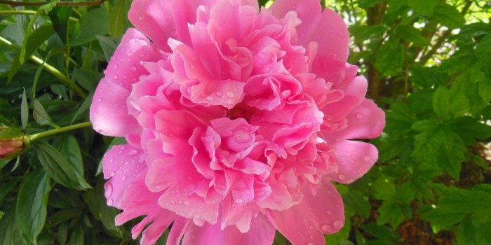 1920x1080 CC4477 Color wallpapers: French Garden Flowers Paintings Grapes