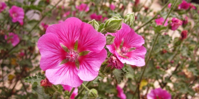 1920x1080 CC4477 Color wallpapers: French Garden Flowers Paintings Grapes