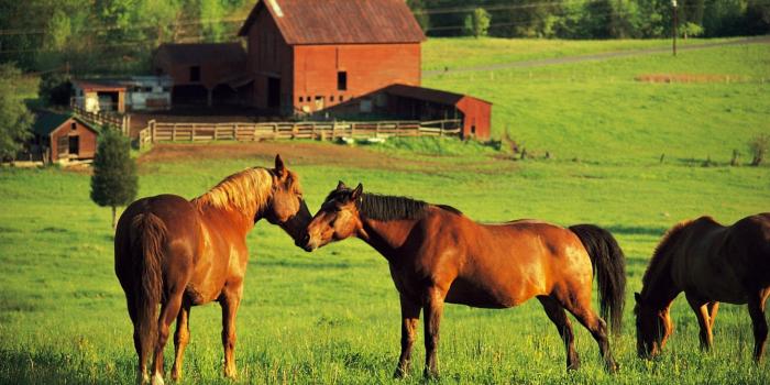 2560x1440 Farm Animals Wallpaper Border. Farm Animals Clipart Farm Border With