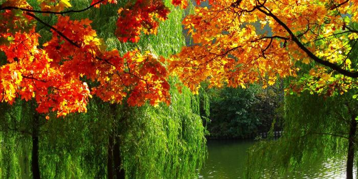 1920x1440 65+ Disney Fall Wallpapers on WallpaperPlay