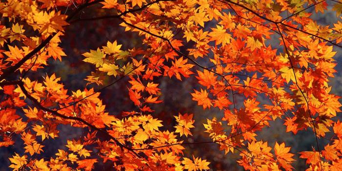 1600x1200 Autumn Leaves Live Wallpaper - Free Fall Computer Wallpaper
