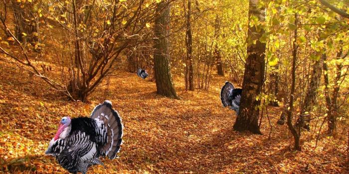 1600x1000 Disney Thanksgiving Wallpapers Wallpaper 1600x1000