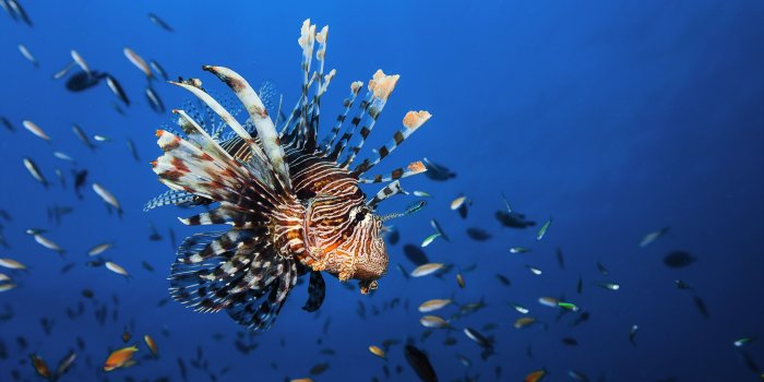 3840x2160 4k Wallpaper Lionfish Underwater Best Diving Sites #1095 Wallpapers