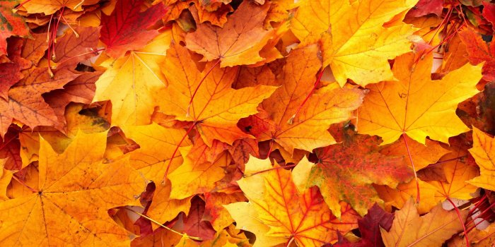 2560x1600 fall-leaves-wallpaper-desktop-20563 | Mer Bleue Golf, Driving Range