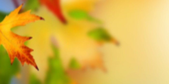 1440x2560 69+ Autumn Leaf Wallpapers on WallpaperPlay