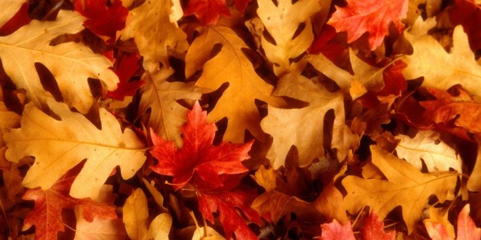 1920x1200 65+] Autumn Leaves Wallpaper on WallpaperSafari
