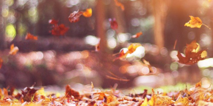 1366x768 wallpaper for desktop, laptop | mw78-fall-leaves-nature-tree-year