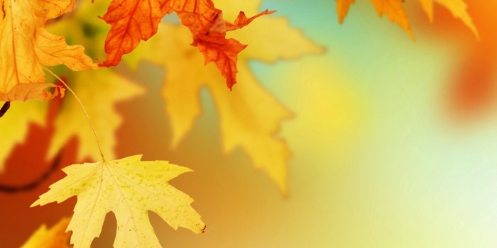 2560x1600 Free Fall Leaves Backgrounds (#414307) - HD Wallpaper Download