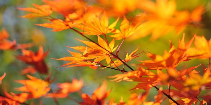 1920x1080 Autumn leaves on a branch wallpaper - Photography wallpapers - #33415