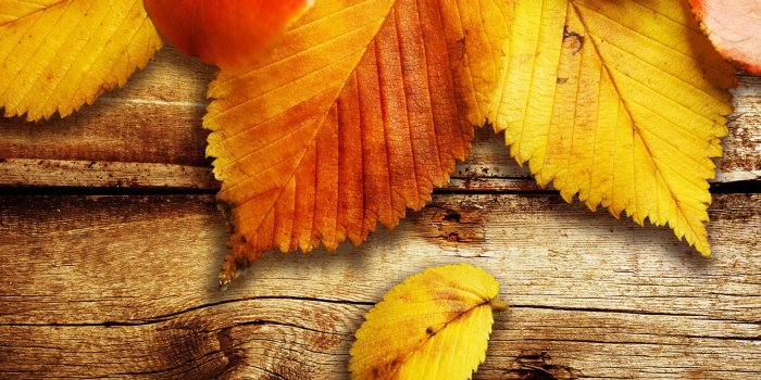 1920x1200 Autumn Leaves wallpaper | 1920x1200 | #70286