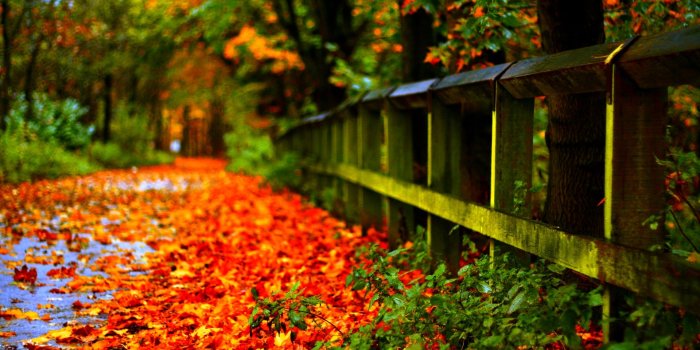 1920x1200 Autumn Leaves Red Desktop Wallpaper Hd 1920x1200 : Wallpapers13.com