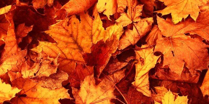1366x768 Fall Leaves Wallpaper Mobile • dodskypict