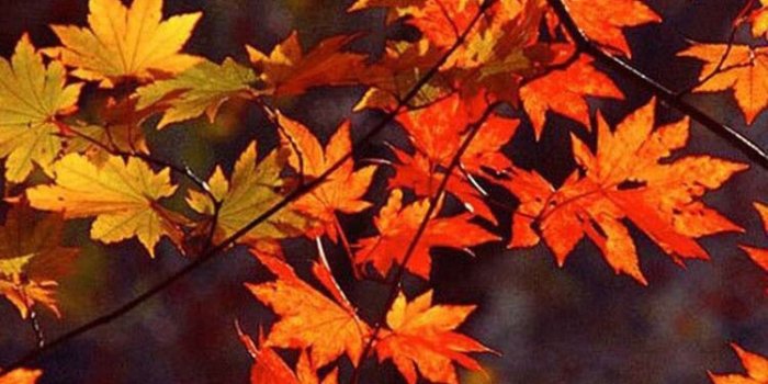 750x1334 autumn) | AUTUMN I: осень in 2019 | Iphone wallpaper fall, Fall