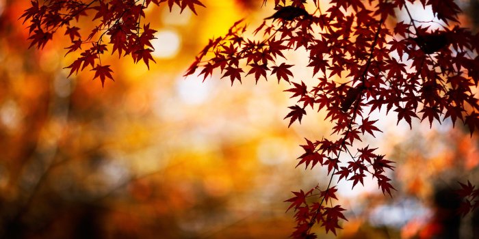 2880x1800 Fall Leaves Wallpaper Desktop ·① WallpaperTag