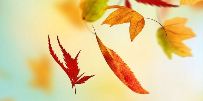 736x1104 Fall Leaves Background - PowerPoint Backgrounds for Free PowerPoint